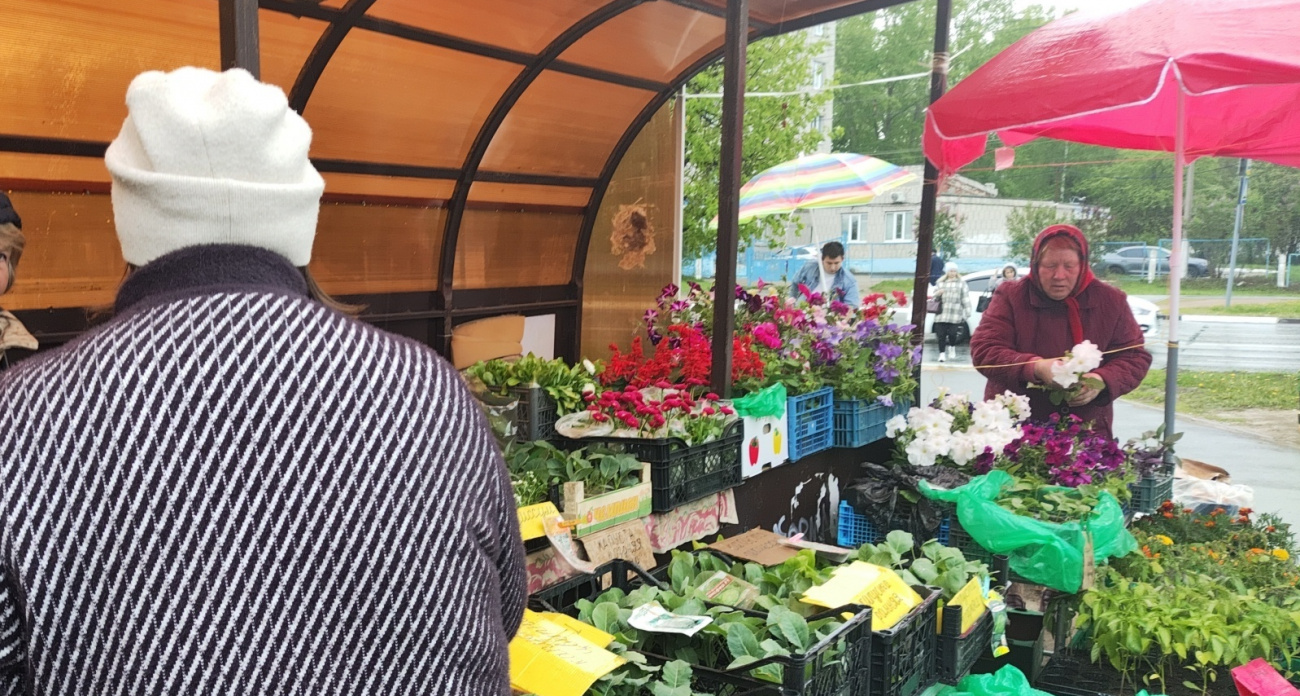 "Пора сеять рассаду - дачный сезон стартует раньше обычного":  предупреждает главный синоптик России