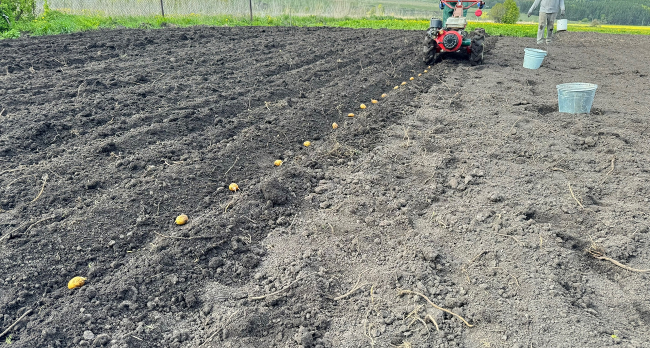 300 кг картофеля с 2 соток земли: отбираю только мелкие клубни для посадки — вот в чем хитрость