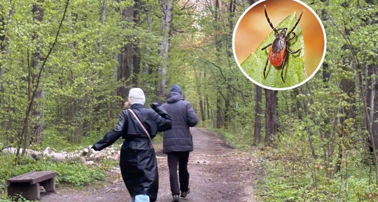 В Нижегородской области зафиксировали первого в этом году заразного клеща