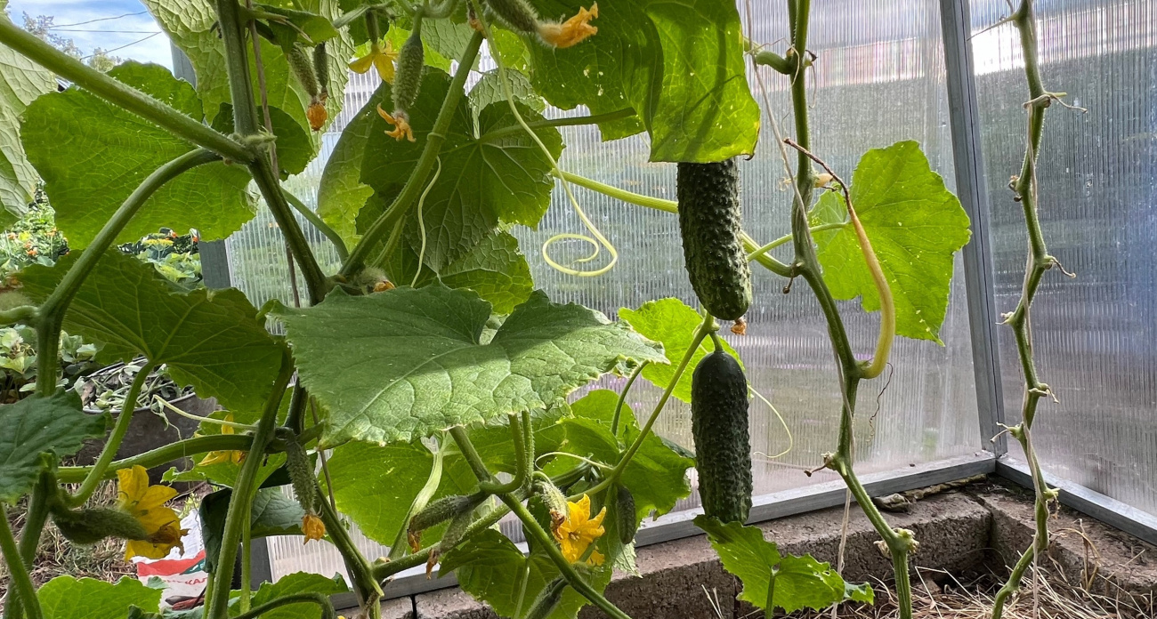 Ложка в лунку — и огурцы плодоносят в режиме «стахановца»: рекордный урожай до самого октября