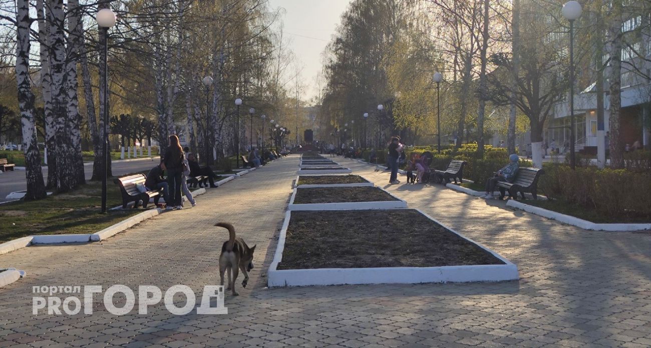 Собака покусала 11-летнюю школьницу в Нижнем Новгороде: начато расследование