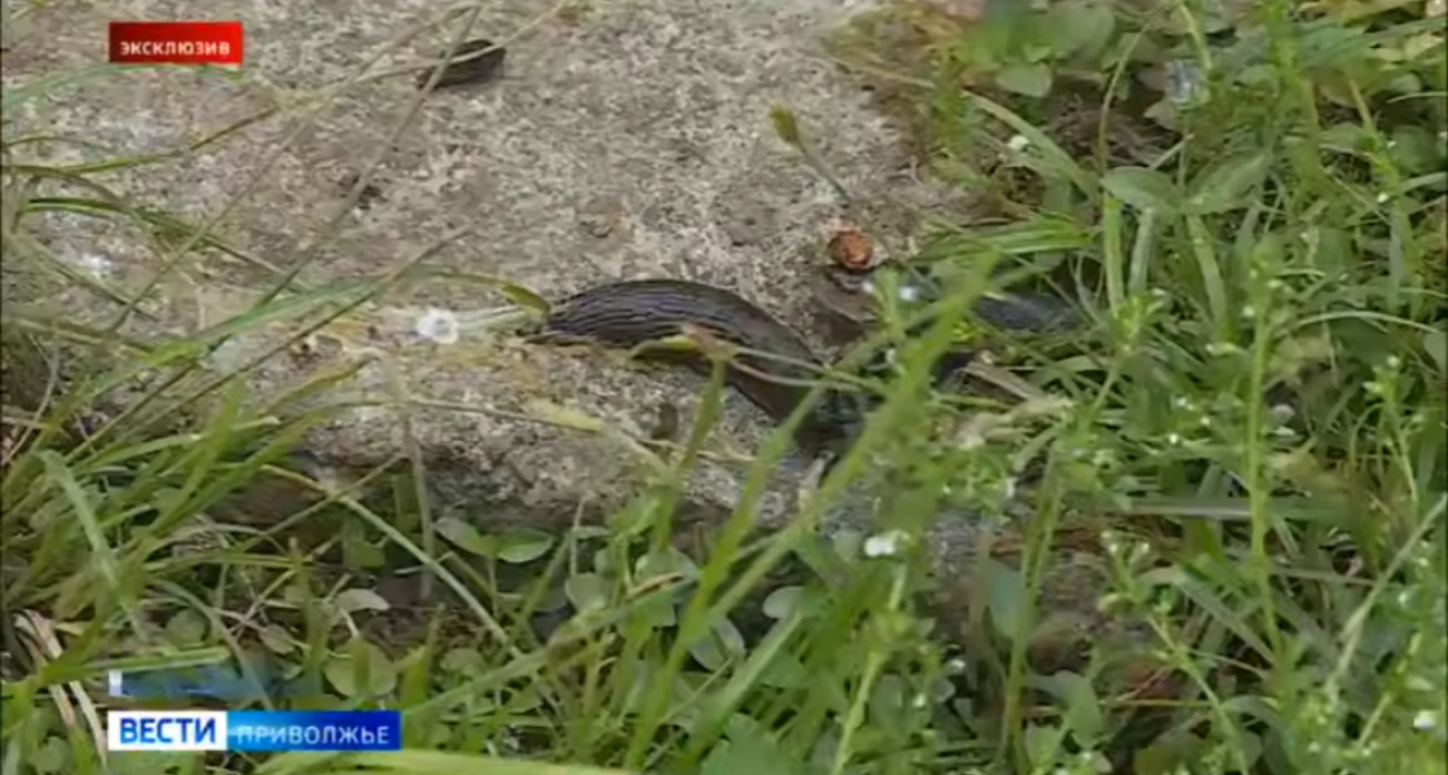 Дачники Нижегородской области бьют тревогу: урожай пожирают 15-сантиметровые слизни