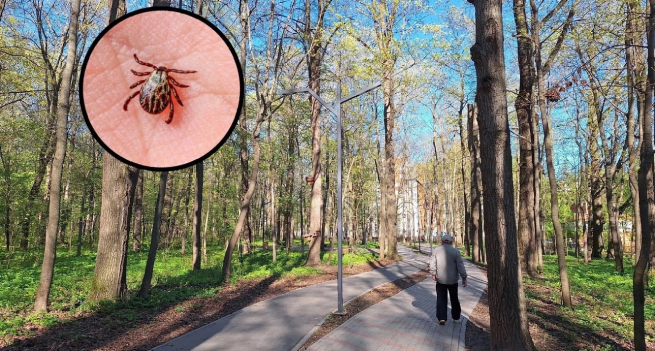 Клещи дуреют от этой группы крови: ее обладателям придется уносить ноги из лесов и парков