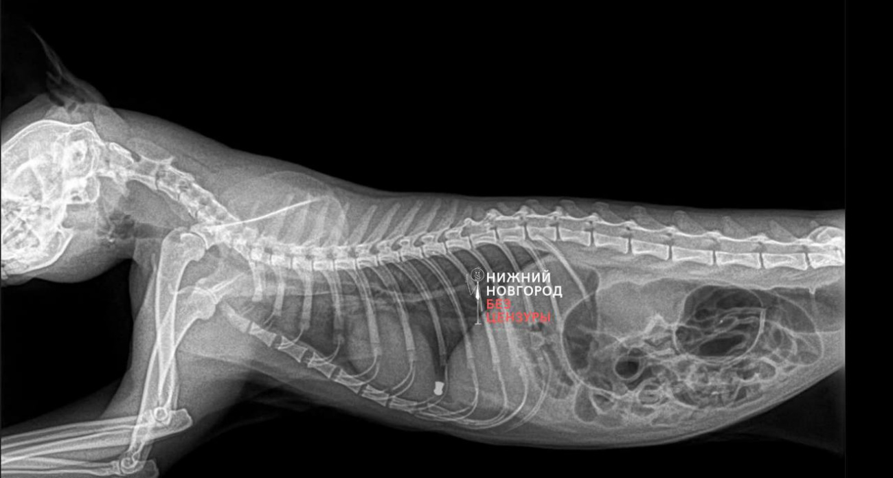 В Борском районе завелся живодер, который расстреливает котят