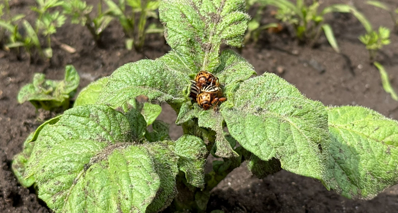 Колорадский жук боится этого как огня: одну щепотку на ведро воды творит чудеса — результат поражает