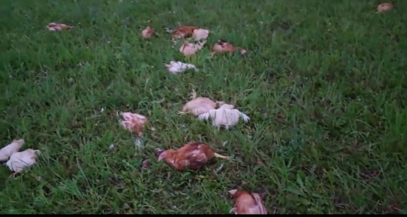 Лиса задушила 30 куриц у канадской семьи, переехавшей в Нижегородскую область