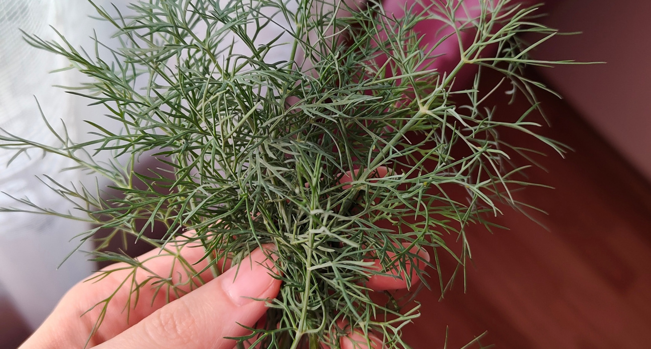 Ошибка, которую совершают миллионы: нужно ли мыть зелень перед едой — запомните раз и навсегда