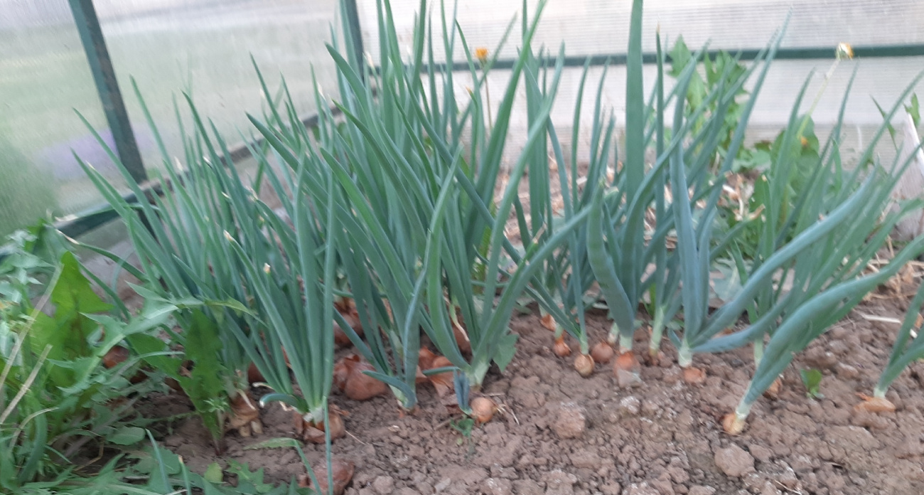 Луковицы выросли с кулак: чем подкормить лук в июле, чтобы собрать рекордный урожай