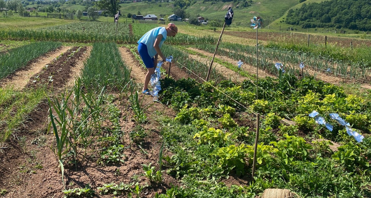 Поливаю этим раствором садовые дорожки: «выжигает» все сорняки за 1 день