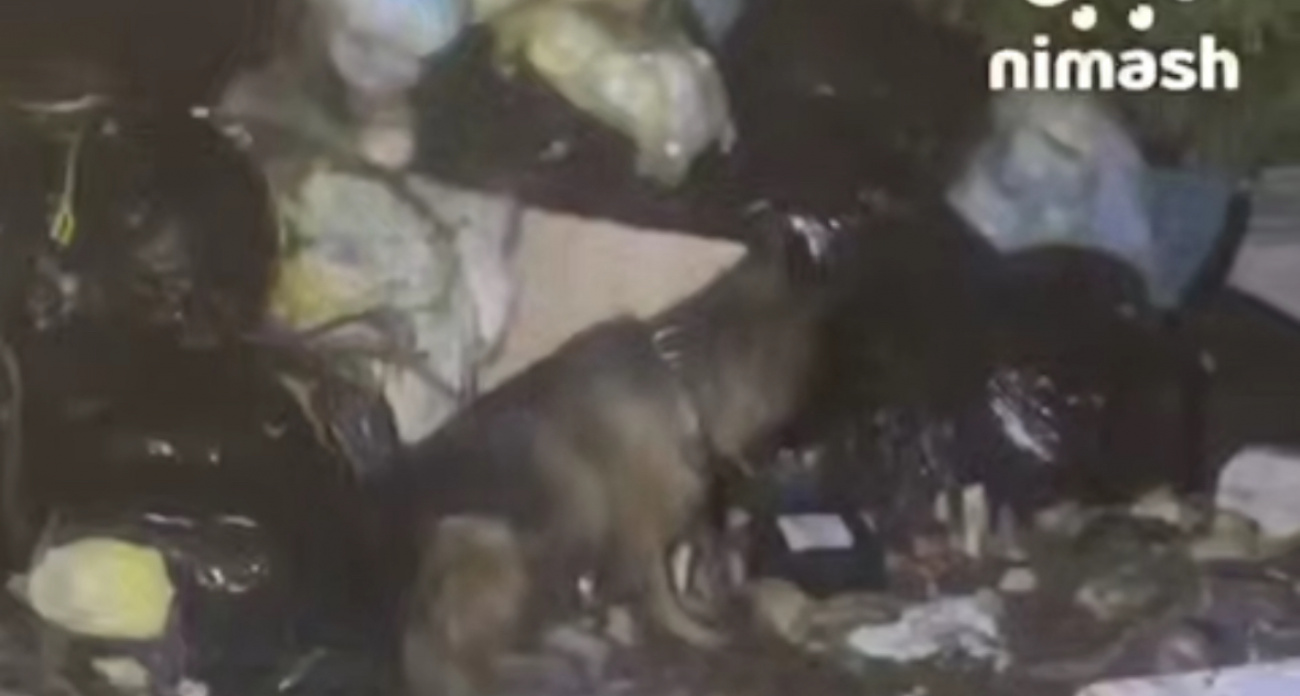 В Ленинском районе местные жители нашли "кладбище домашних животных" в одном из домов