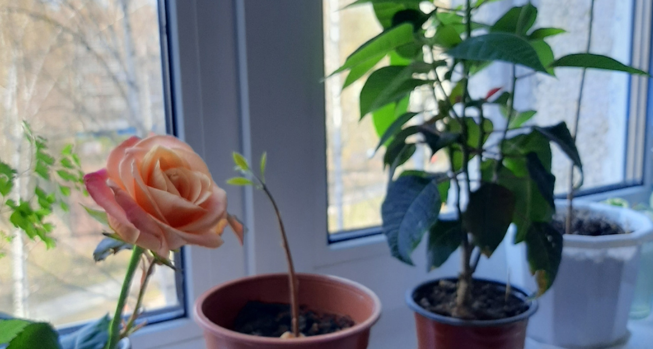 Срочно избавьтесь от этого комнатного растения: приносит в дом несчастья и беды вопреки приметам