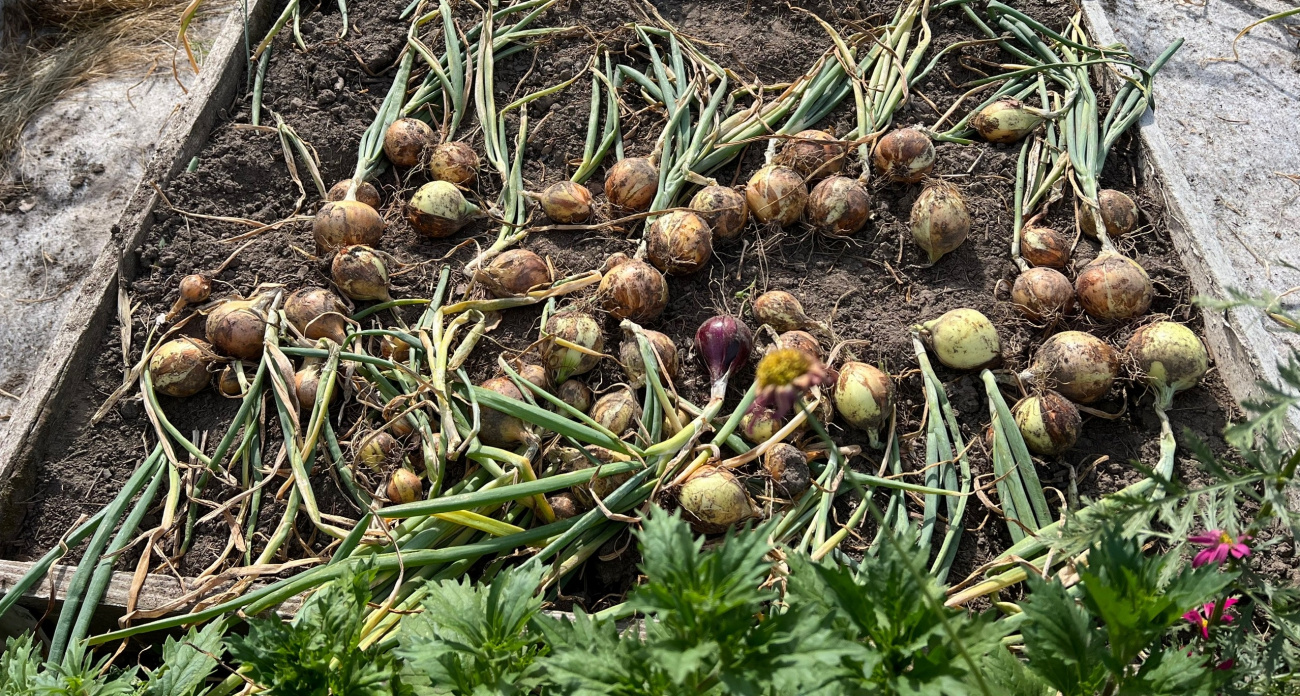 В июле балую лук особым удобрением: репки вырастают огромными, сочными и не болеют луковой мухой