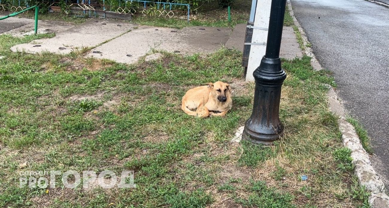 В Ардатове водитель покусанной "Лады" подал в суд из-за бездомной собаки