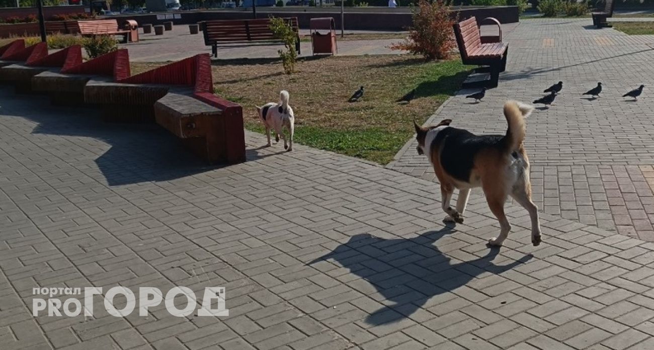 В Кстово начали проверку из-за нападений собак на людей
