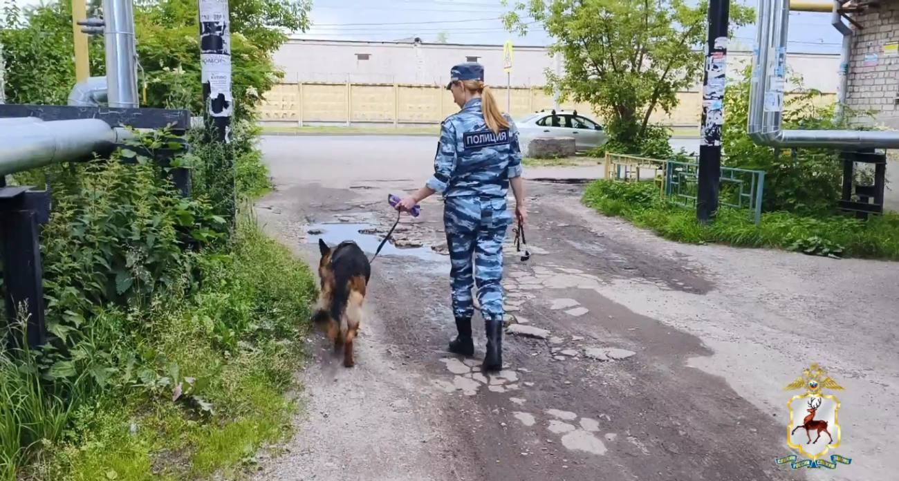 Собака Ялта помогла найти сладкоежку-грабителя в Канавинском районе