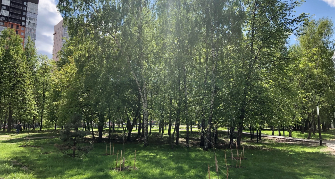 В Кулебаках начали расследование из-за вырубки деревьев, посаженных ветеранами