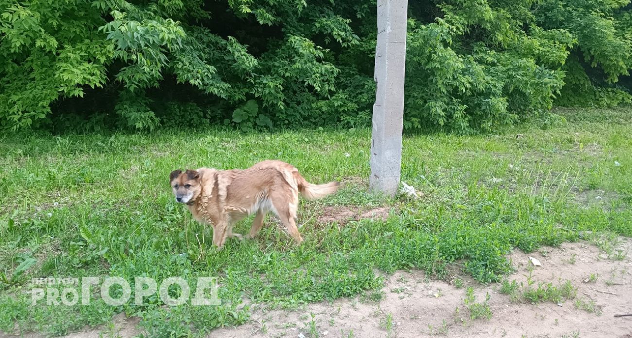 В Дзержинске после нападения собаки на жителей возбуждено уголовное дело
