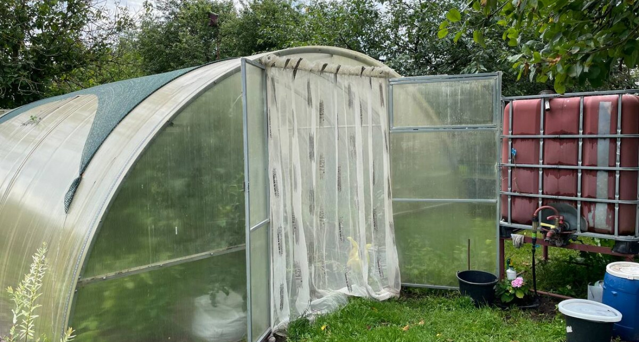 Повесила на вход в теплицу тюль и очень довольна – сразу справилась с кучей проблем 