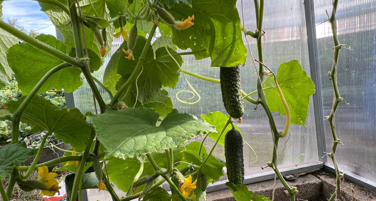 Добавляю стакан на ведро воды - и ночные холода огурцам не страшны: вырастают сочными и хрустящими - будто с юга