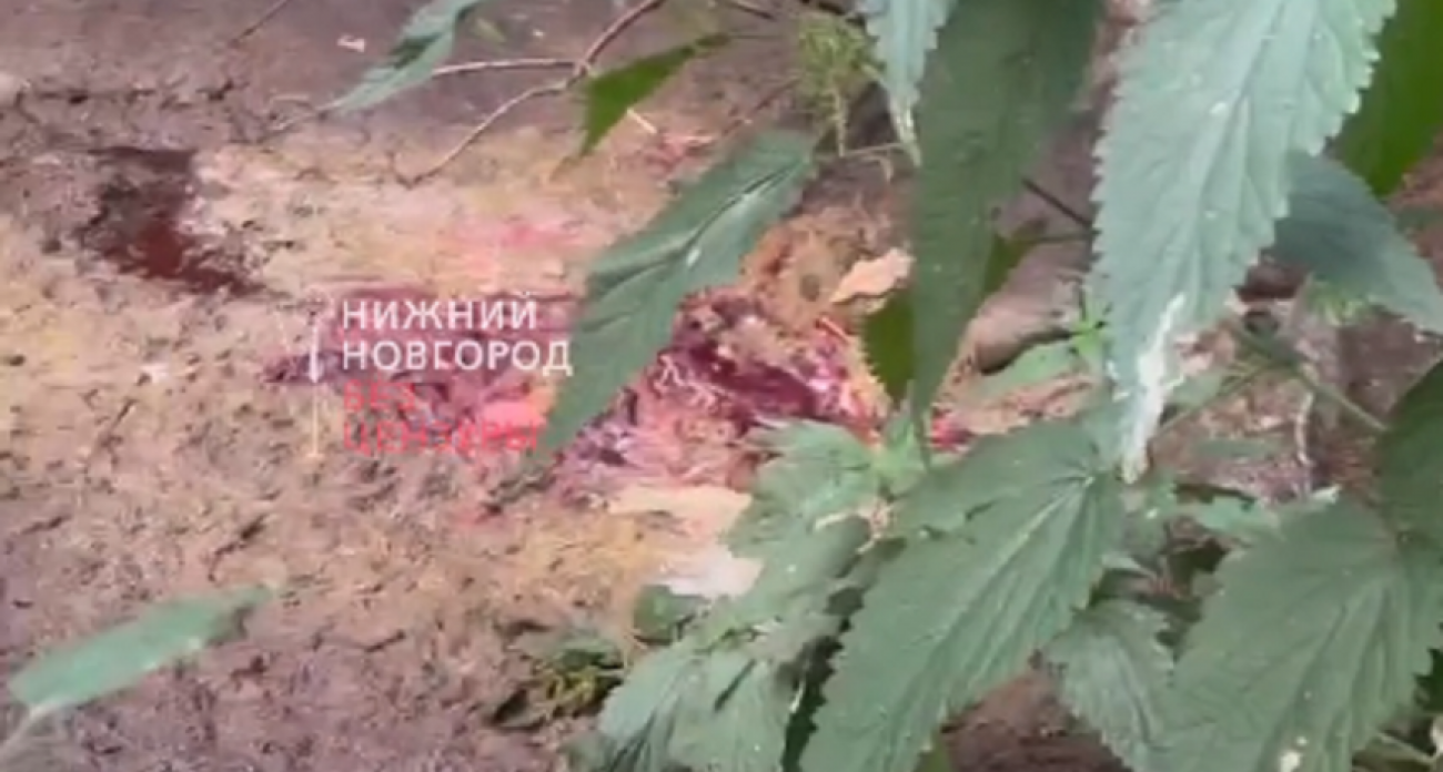 Скотомогильник отравляет жизнь жителям деревни в Кстовском районе