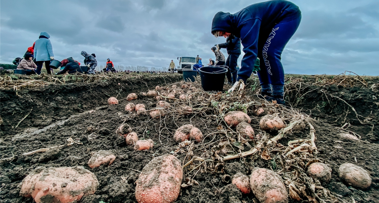 Никогда не копаю картошку до этого дня — клубни максимального размера и не прорастают в погребе