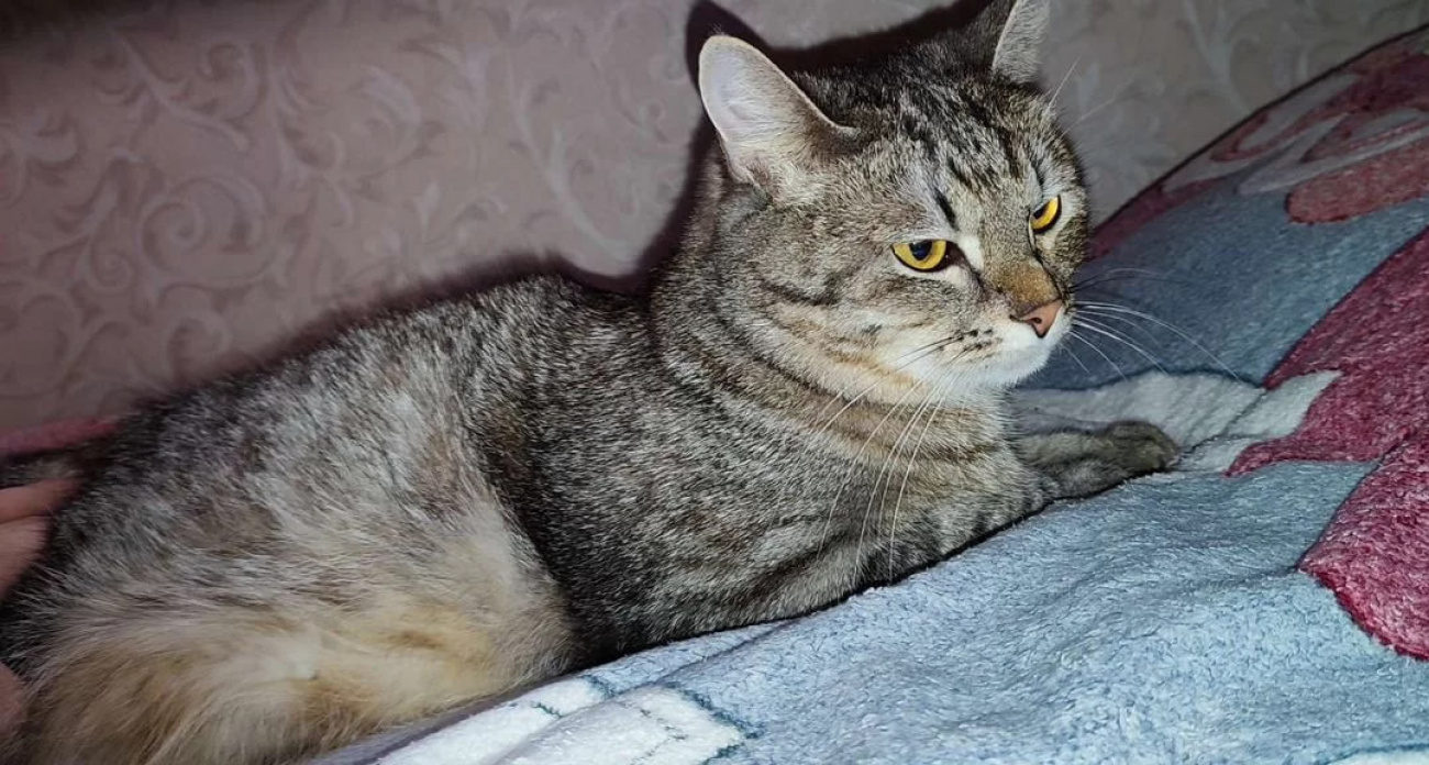 Пушистого проводника между мирами, лечащего геморрой, продают в Нижнем Новгороде за 999 999 рублей