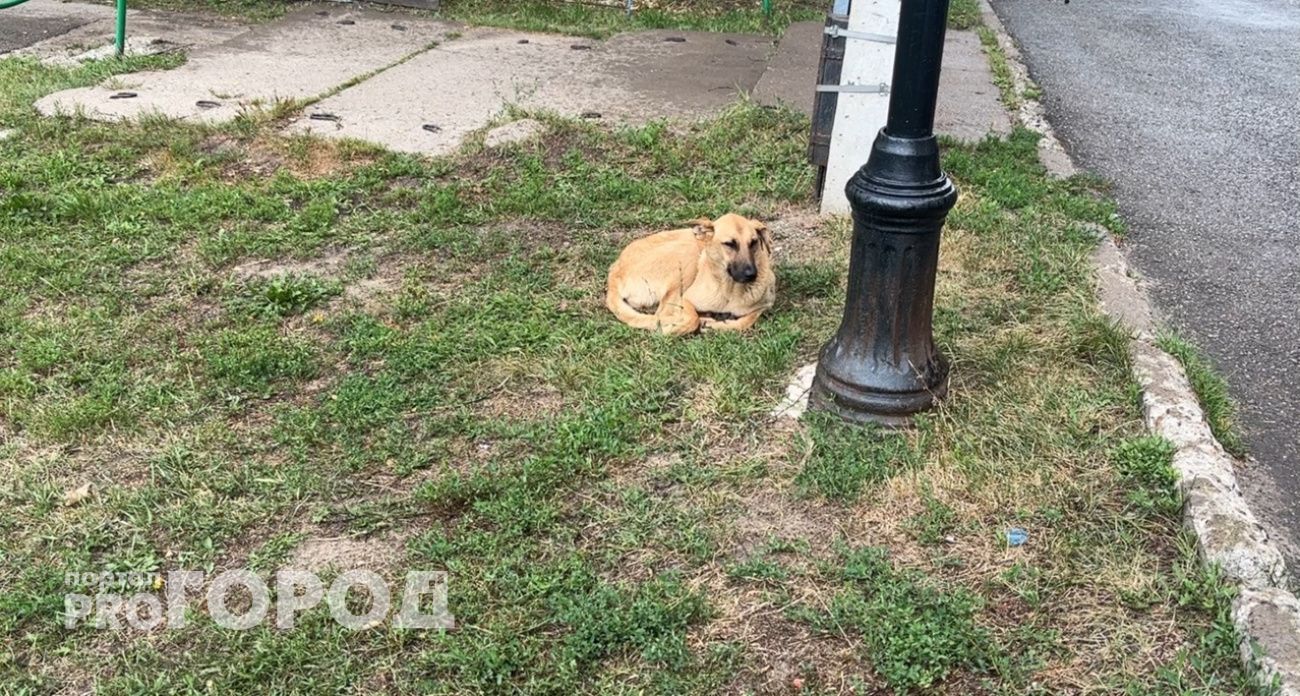 СК начал проверку после сообщений о нападении собаки на ребенка в Кстовском районе
