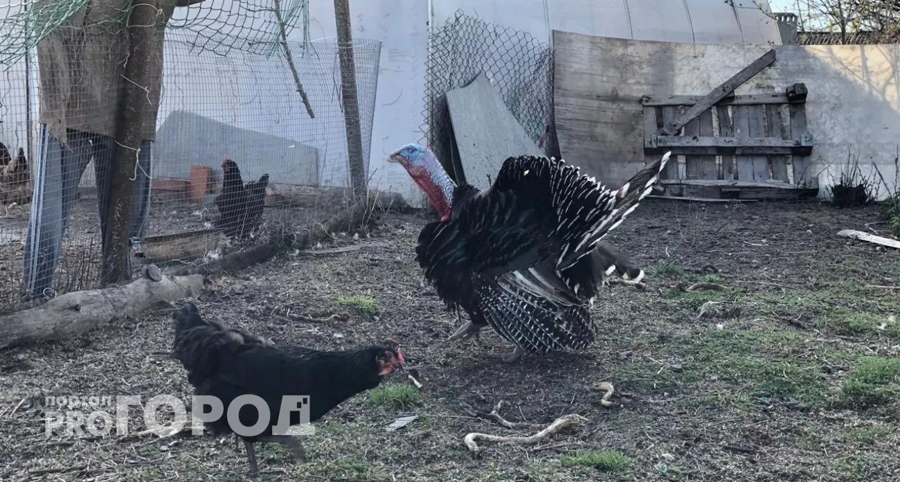 Фото к статье: Семь человек пострадали на Павловской птицефабрике за 2 дня