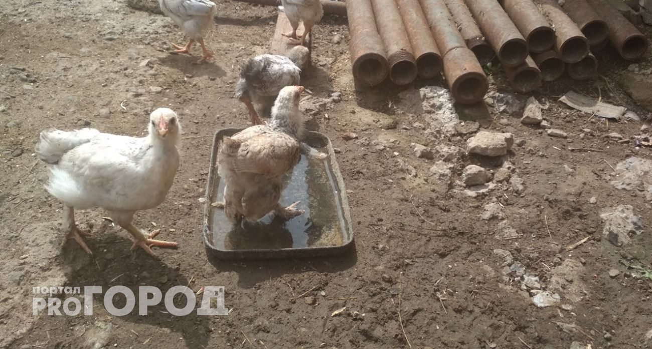 Павловская птицефабрика прокомментировала ситуацию с пострадавшими сотрудниками