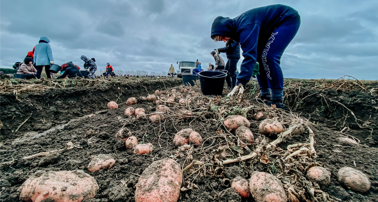 Когда и как копать картофель – агроном назвал 2 важных признака готовности клубней