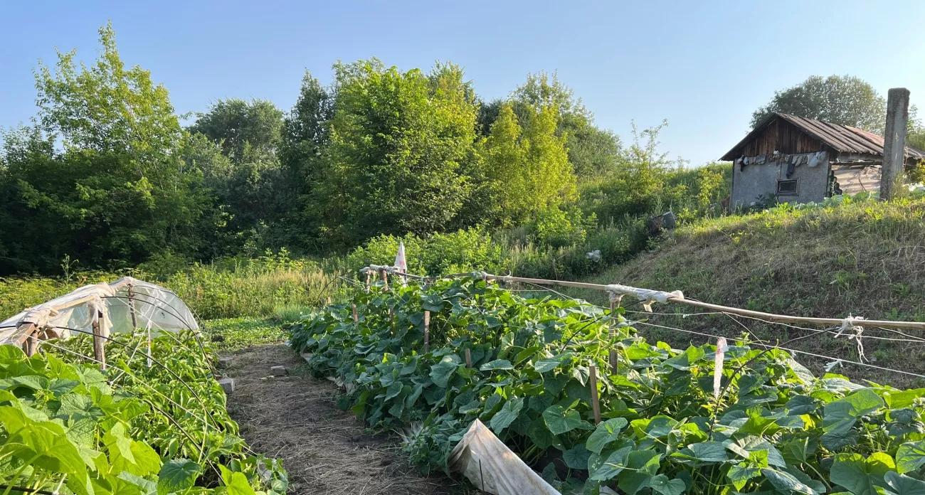 Фото к статье: Эти 10 растений можно посадить на вашем участке в августе 