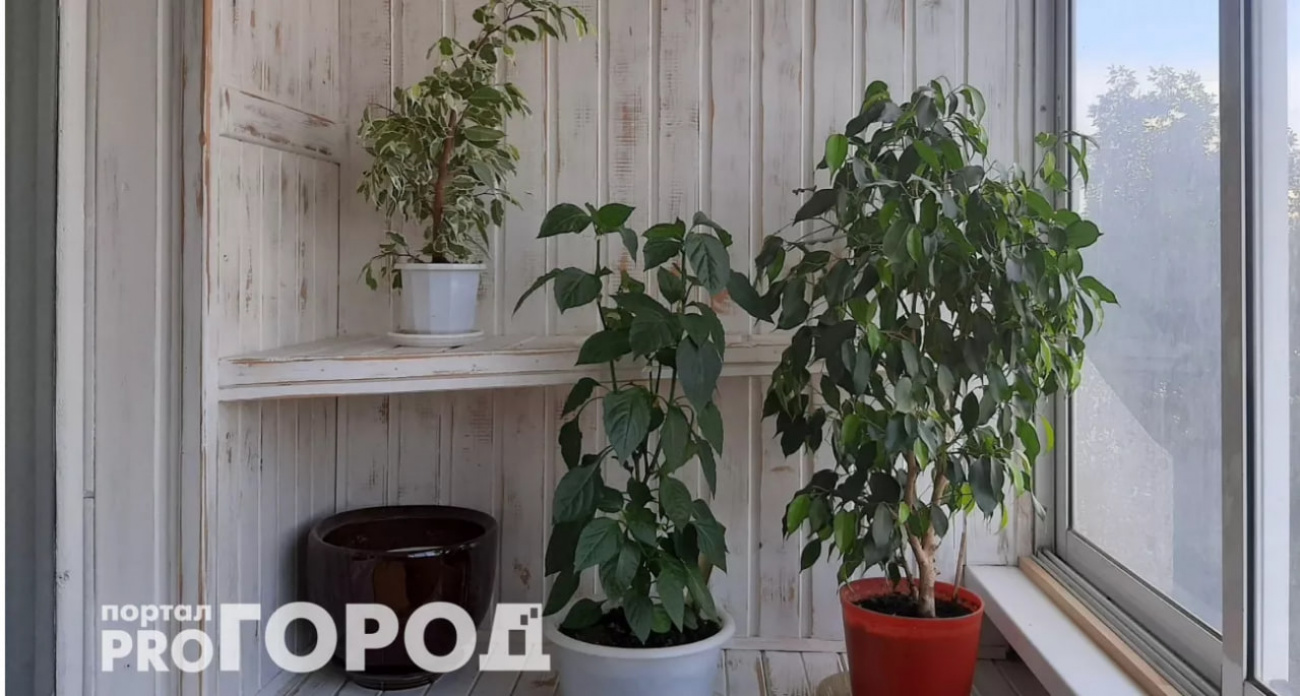 Всего одно средство из аптечки в горшок - оживают даже самые умирающие домашние растения