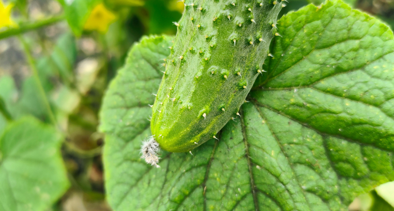 Огурцы-переростки больше не выкидываю: простой рецепт для настоящего огуречного деликатеса