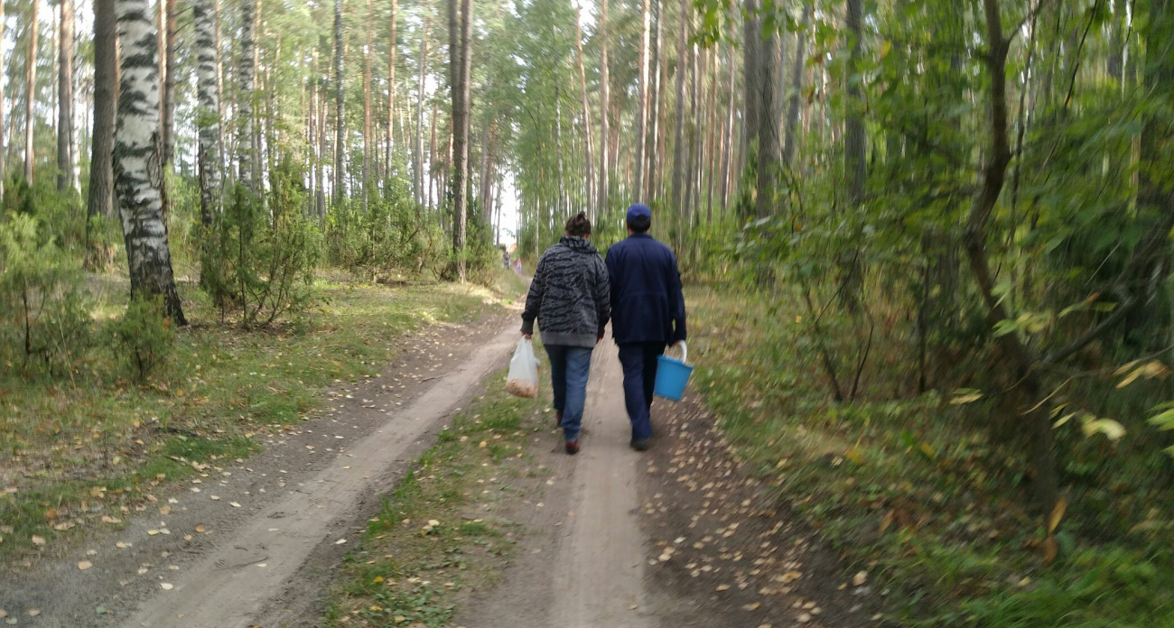 Родственник рыжика — плотный, сладкий и мясистый: грибники обходят их стороной, а зря