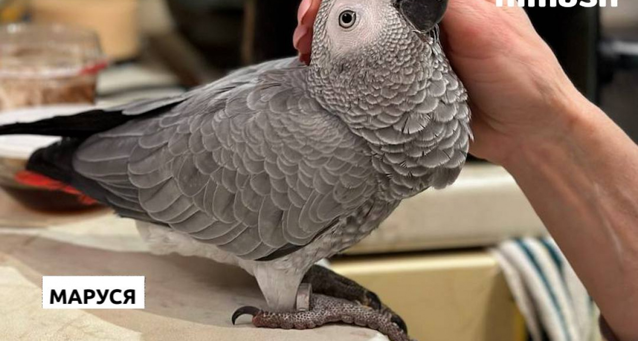 В Нижегородской области ищут попугаев за 200 тысяч рублей