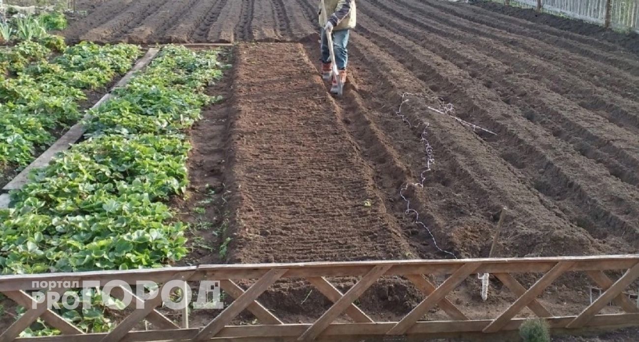 Эта копеечная крупа превратит почву в чернозем в сентябре: дешево и эффективно