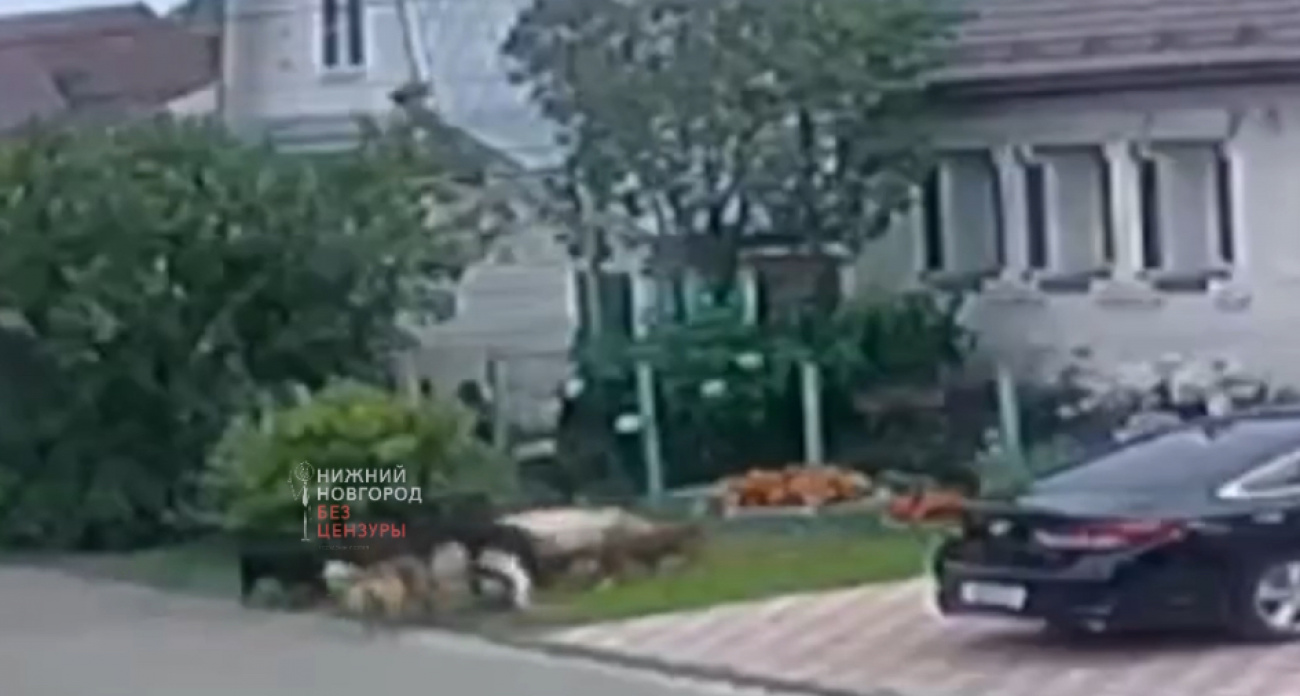 Стая собак в Балахне тайно "расправляется" с кошками, не издавая ни звука