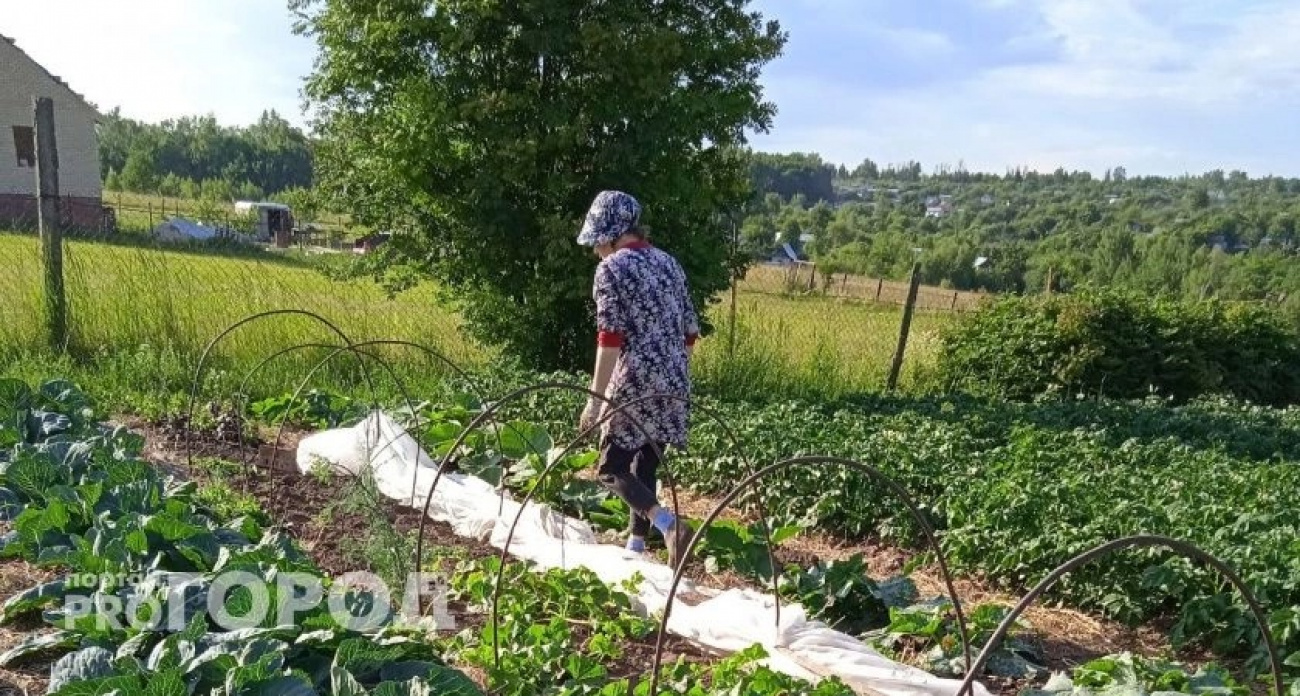 В Европе отказались, а россияне все еще едят: этот вкусный овощ убивает ваши почки