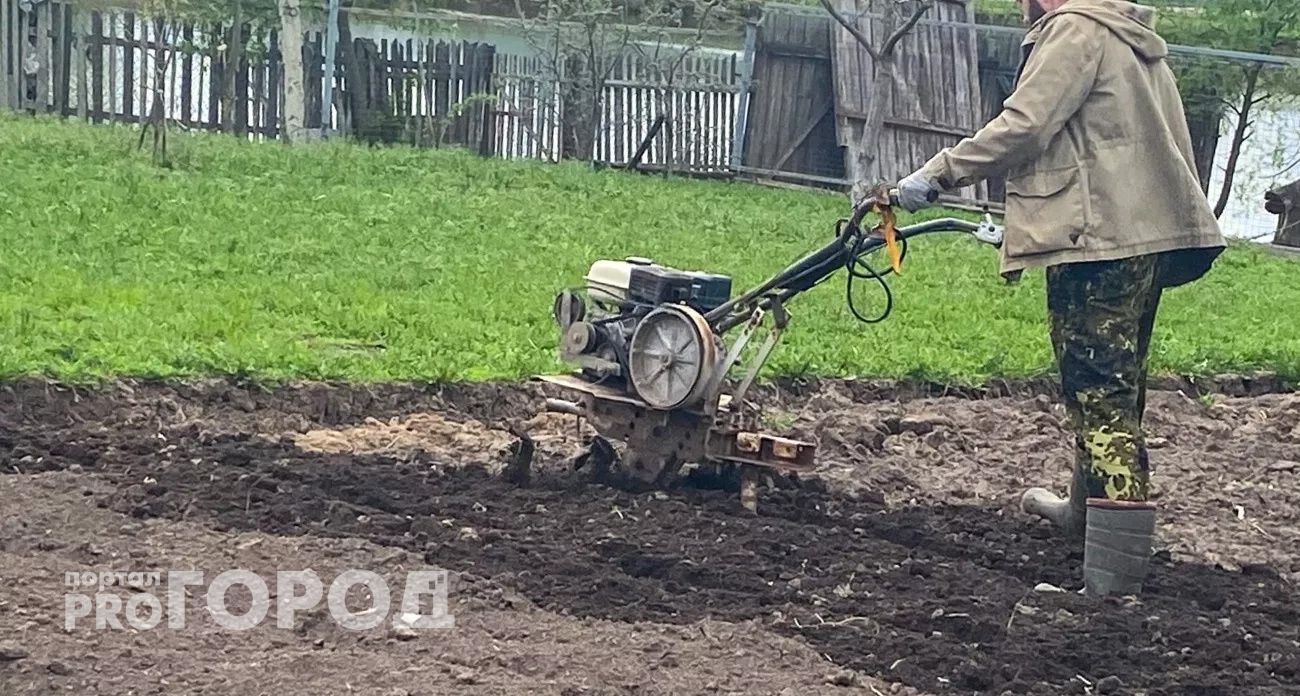 Горчица и фацелия - прошлый век: этот сидерат делает почву в разы рыхлее червей и плодороднее любых удобрений