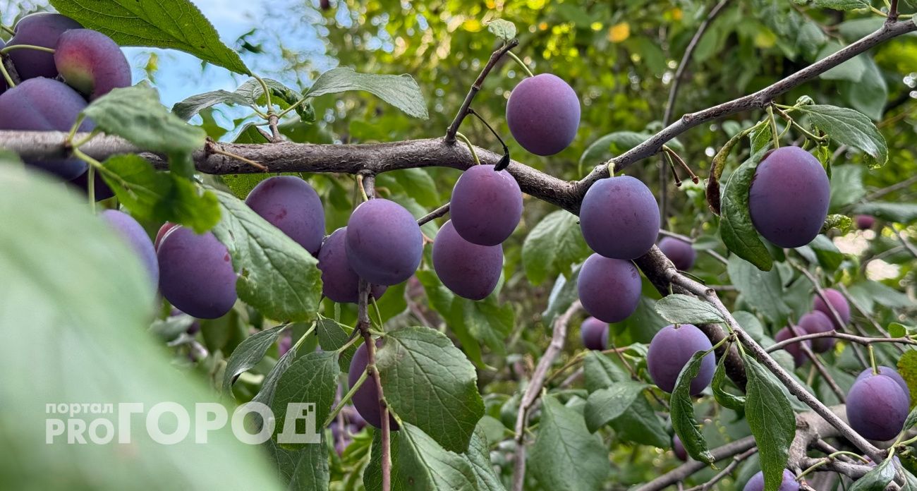 В Нижегородскую область пытались завезти почти 15 тонн зараженных фруктов и ягод