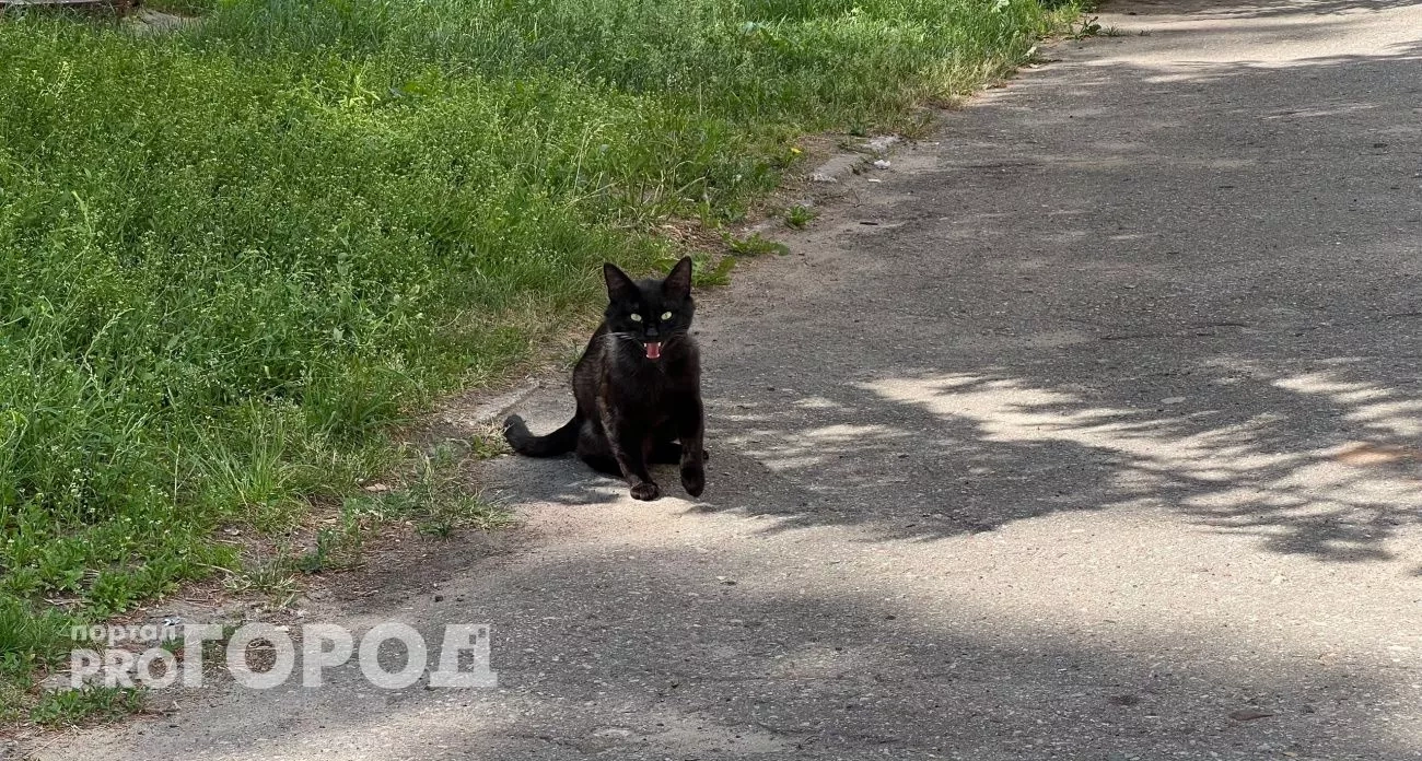 Карантин из-за бешенства и пожар на складах: главные новости за 3 сентября в Нижнем Новгороде
