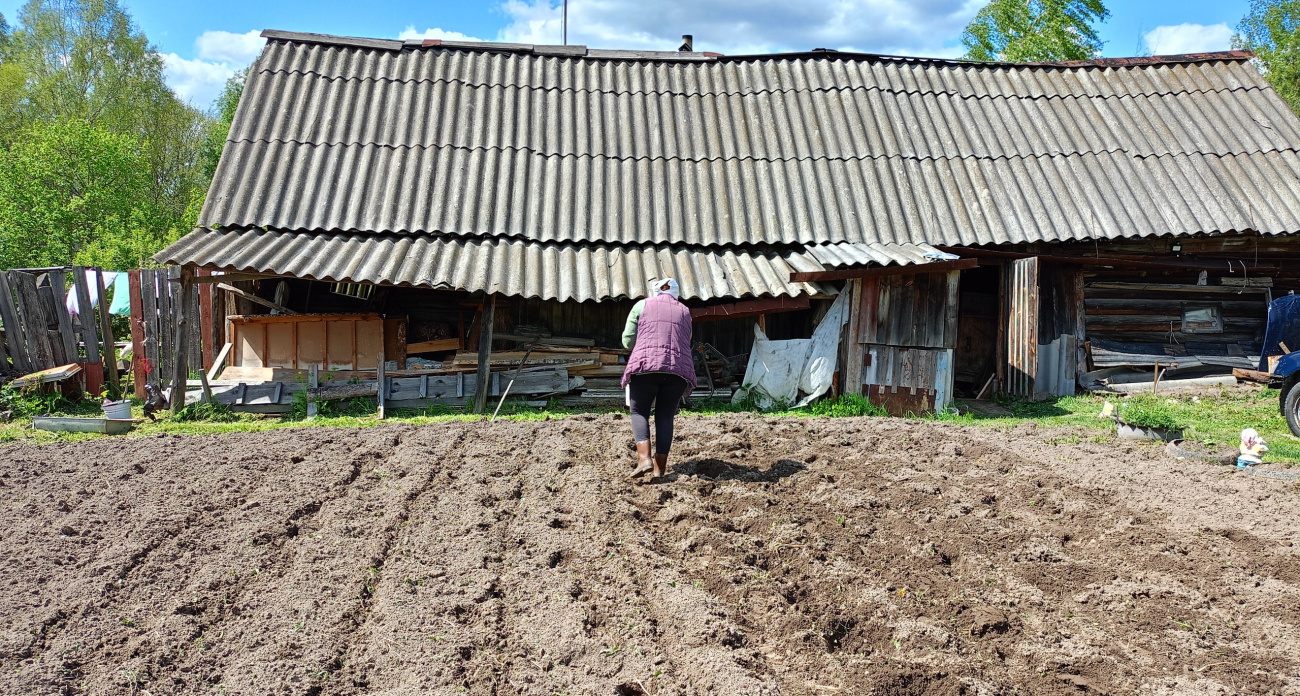 Больше никакой "дырявой" картошки: 5 простых шагов и урожай спасен