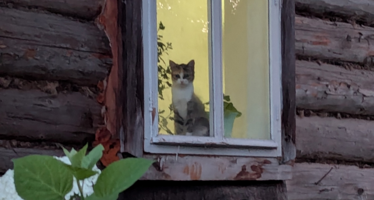 Обязательно прислушайтесь: какие сигналы подают кошки перед приходом в дом большой беды