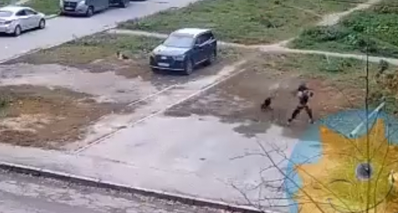 Стая бездомных собак взяла Канавинский район под свой контроль и нападает на прохожих 