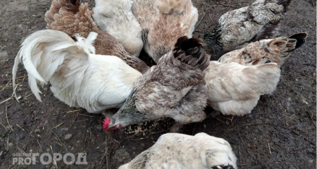 Поставьте это в углу курятника - и несушки завалят яйцами даже зимой