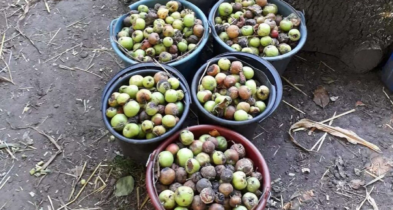 Гнилые яблоки больше не выбрасываю - ещё и у соседей забираю вёдрами: вот как применяю падалицу с пользой для участка