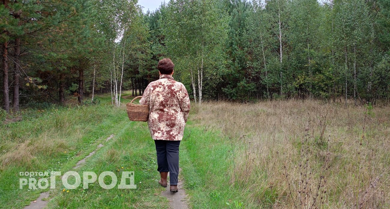 Биолог ННГУ рассказала, в каких районах области больше всего грибов