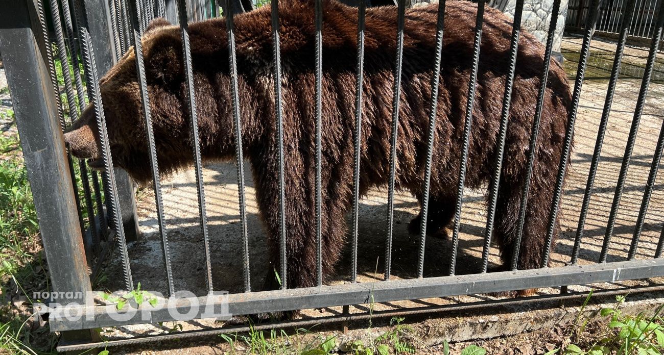 Не фотографировать: жителям Нижегородской области рассказали, как вести себя при встрече с диким животными в городе