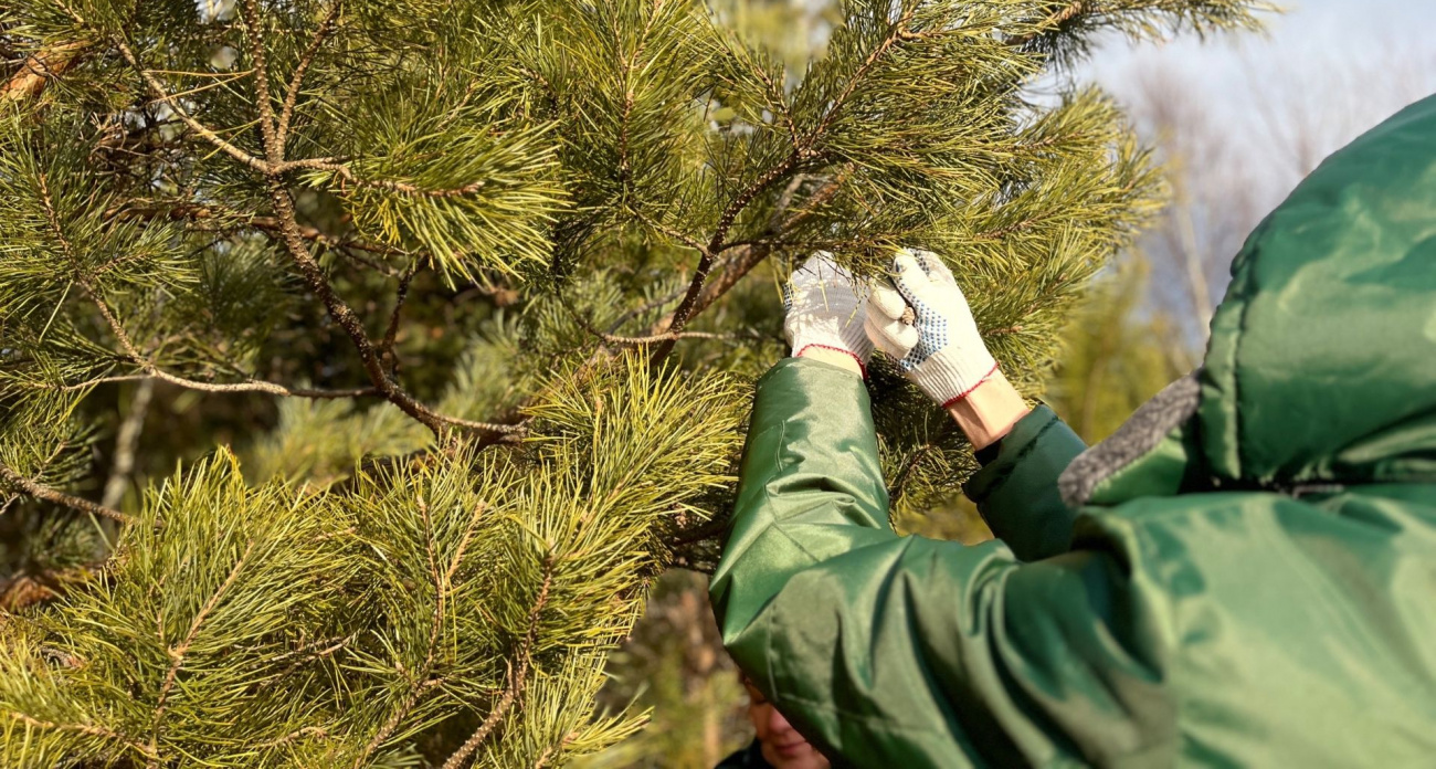 Больше 30 тонн шишек планируют собрать в Нижегородской области, чтобы восстанавливать леса