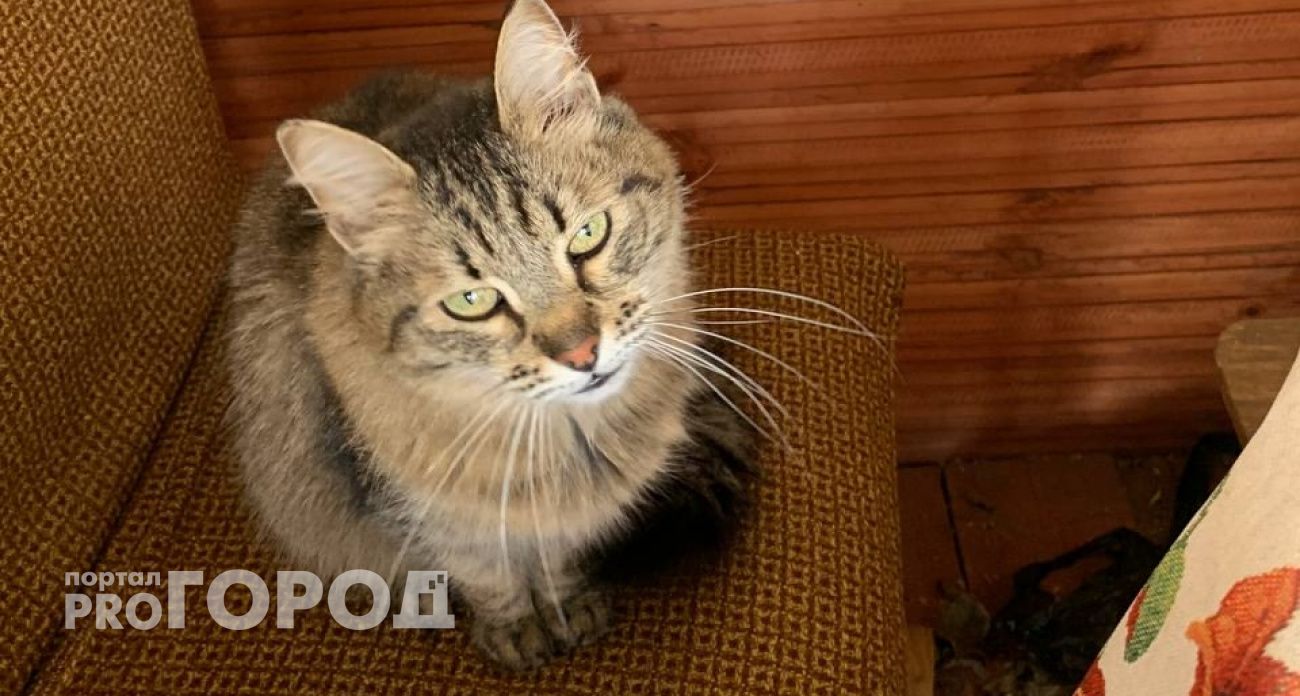 Не два и не три раза: как часто нужно кормить кошку — и почему это важно знать